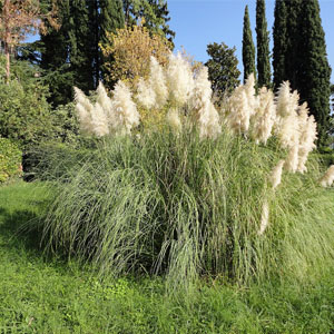Does pampas grass in your front yard indicate that you are a swinger?